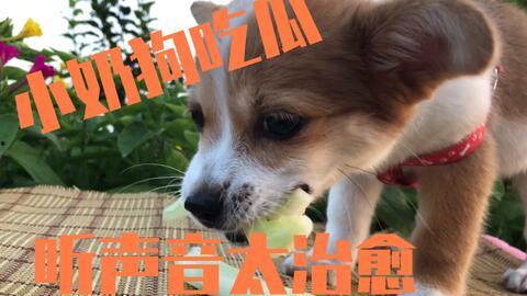 娱乐吃瓜酱送小狗视频大全